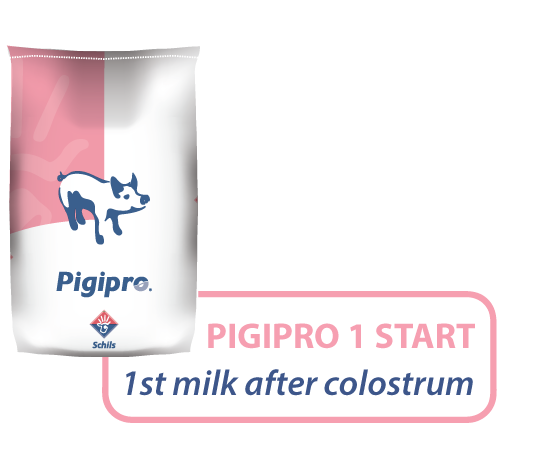 Piglet Milk
